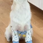 Антифрикционный защитный чехол для коленей собаки защитный чехол для домашних животных передние ноги манжеты локоть большой собаки Само золотистый сустав — изображение 6