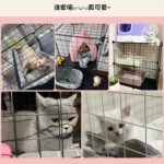Кошачья клетка Домашняя вилла Свободное пространство Внутренний туалет Маленький котенок Большой коттедж Кошачье гнездо — изображение 4