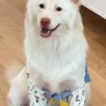 Антифрикционный защитный чехол для коленей собаки защитный чехол для домашних животных передние ноги манжеты локоть большой собаки Само золотистый сустав — изображение 2